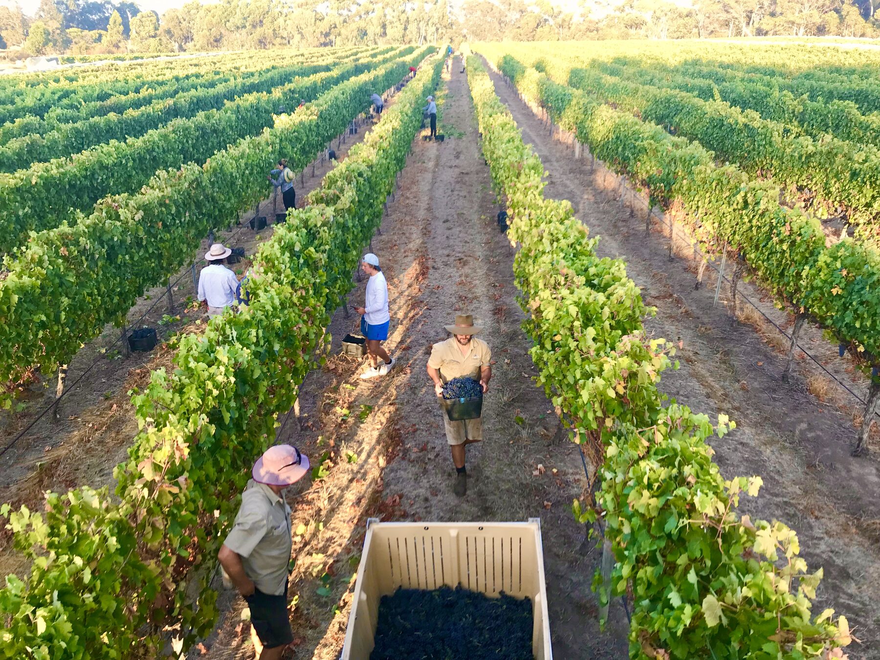 Pickers harvesting grapes between vine rows at Coward and Black Vineyards