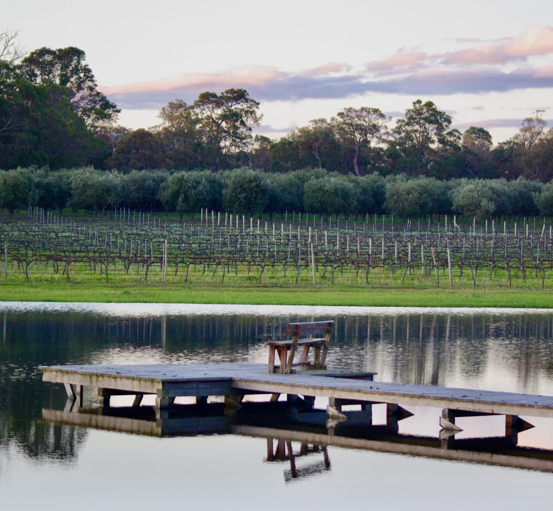 The olive grove beside the lake at dawn