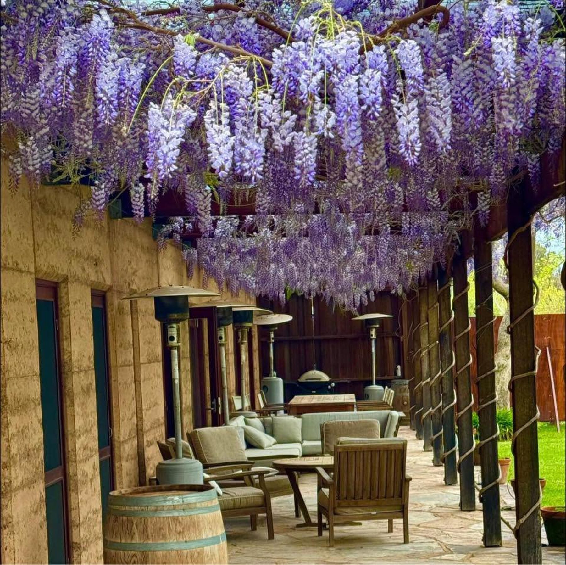 Wisteria in bloom over the homestead verandah